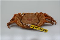 藏品(美麗斜紋蟹)的圖片